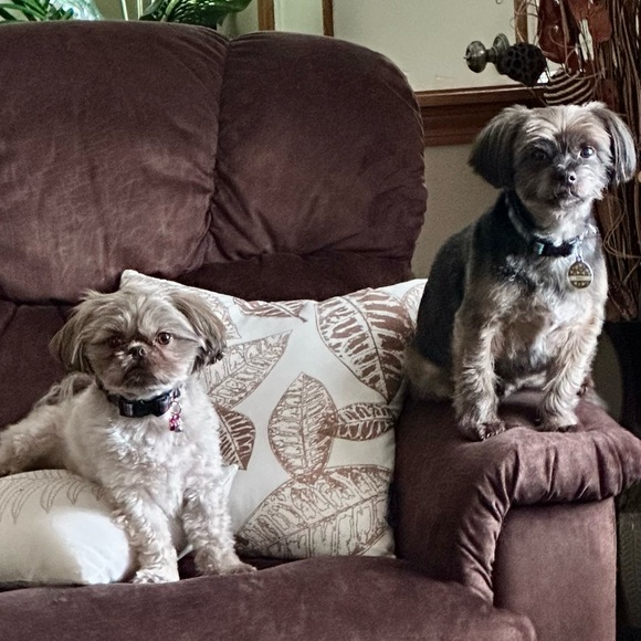 Meet your Posher, Mandy - Picture 2 of 2